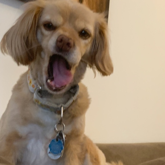 Meet your Posher, Staci - Picture 3 of 4